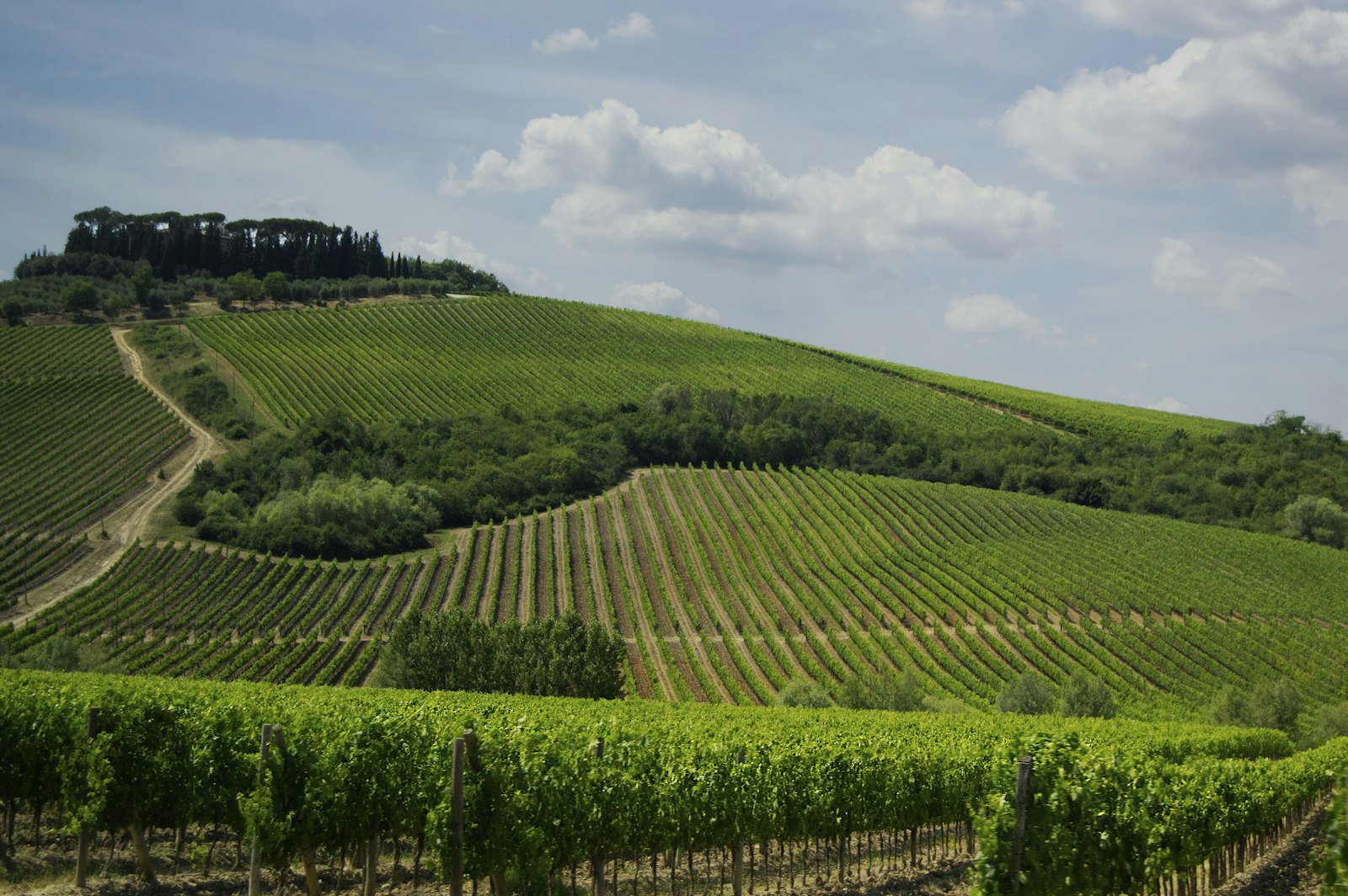 Filari di vite sulle colline del Chianti, con un casale in cima