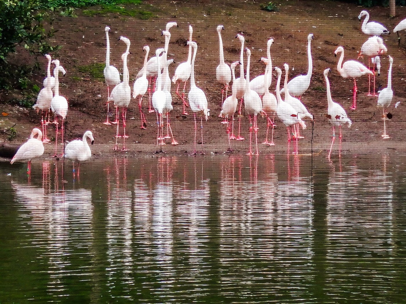 Bioparco di Roma, Roma