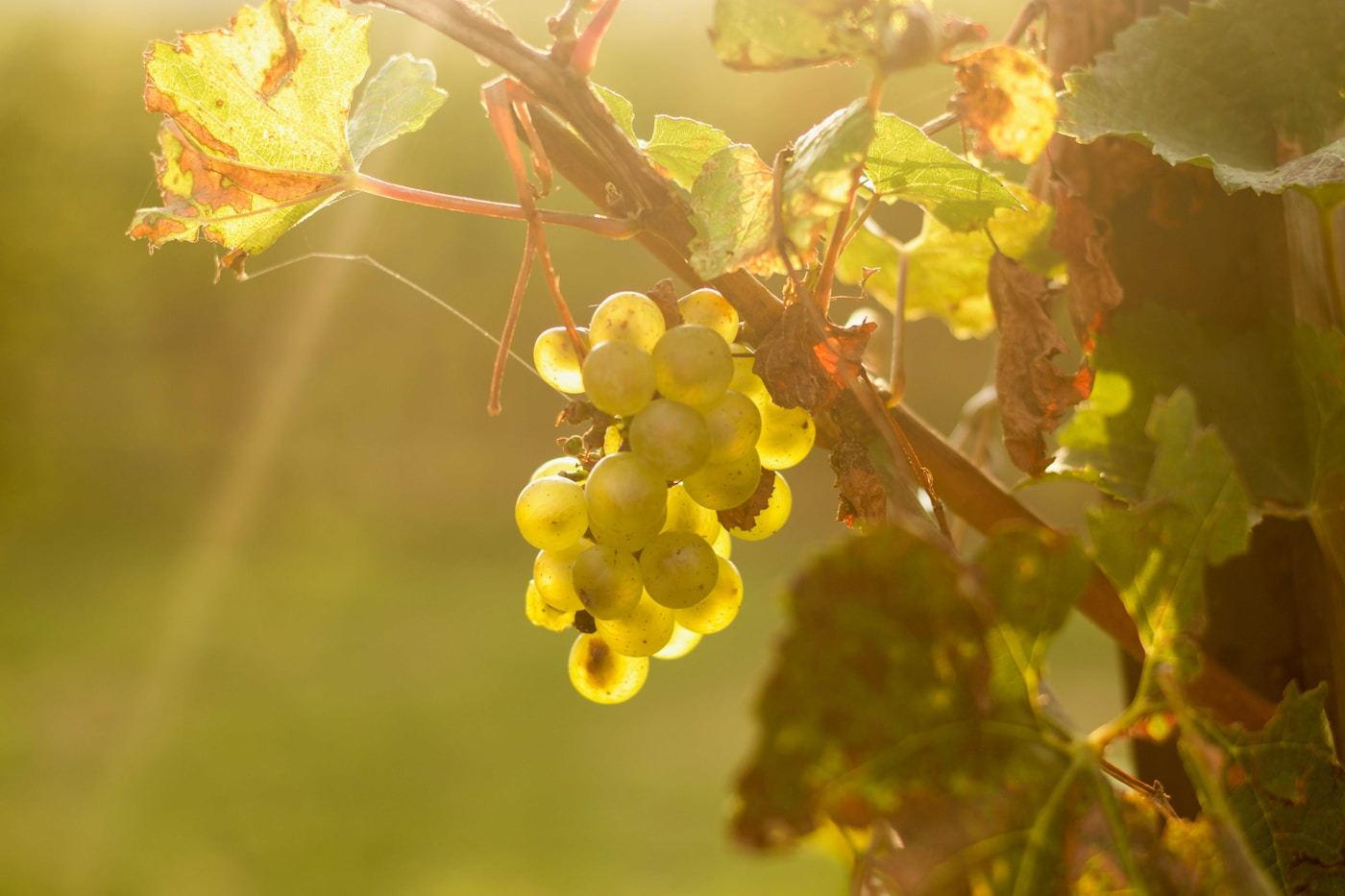 Cantine della Franciacorta, Franciacorta