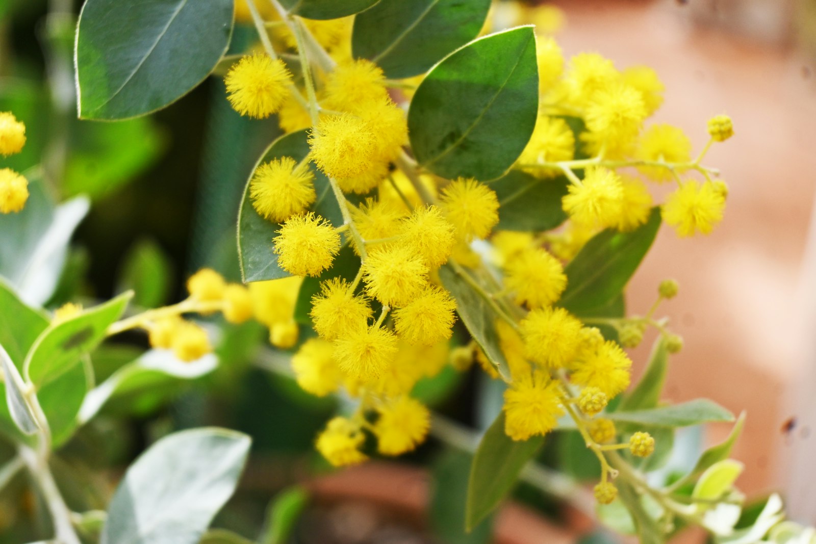 Un ramo di mimosa fiorita, da vicino